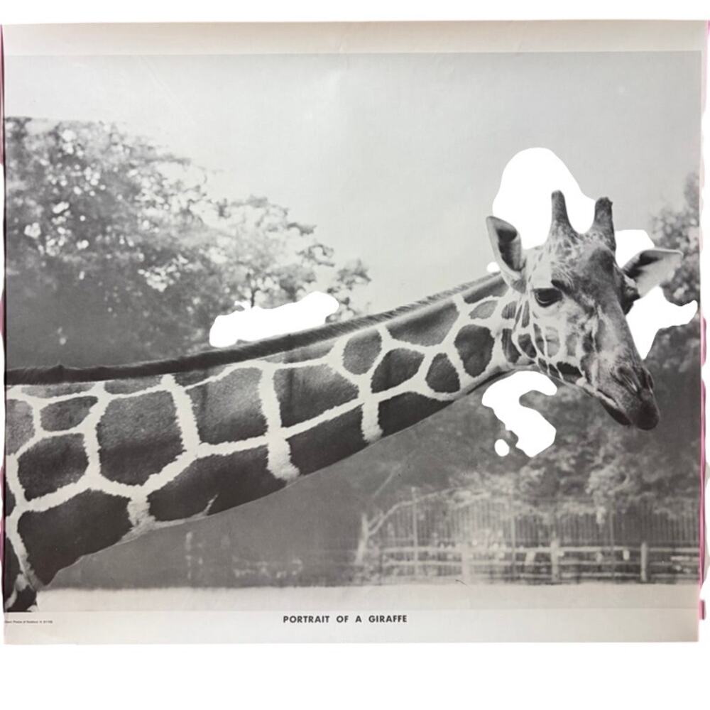 Vintage "Portrait of a Giraffe" Black & White Poster - 20" x 16" Wall Art